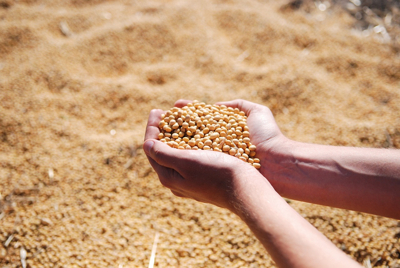 soybean, hand, agro-1831703.jpg